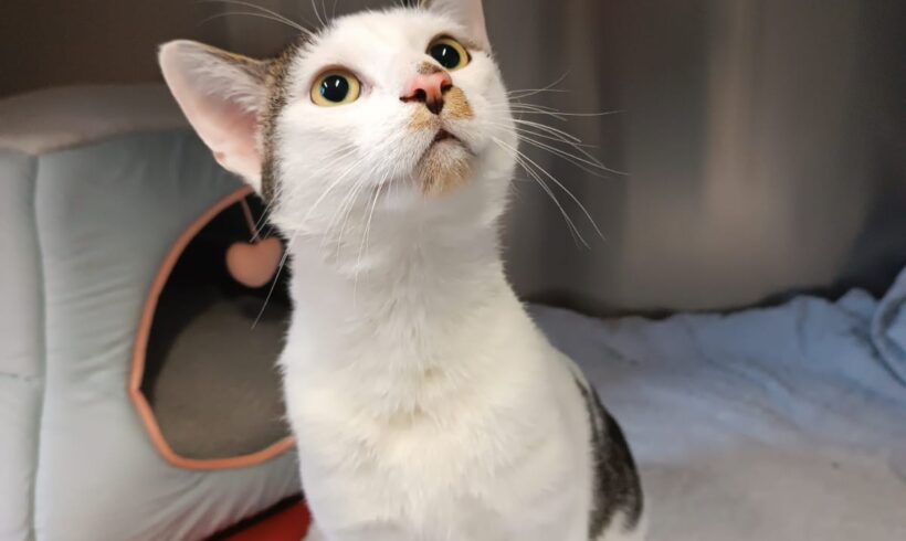 Fund: Unkastrierter Kater, weiß mit braun, Zietenstraße