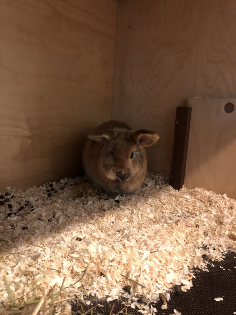 FUND: Zwergkaninchen, Bock, unkastriert