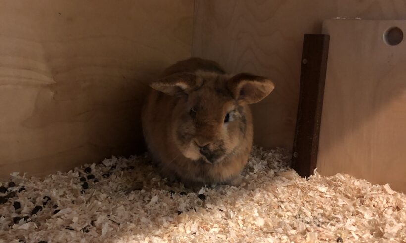 FUND: Zwergkaninchen, Bock, unkastriert