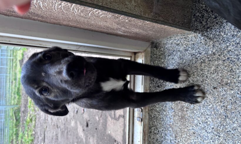 Berry (hat Interessenten)