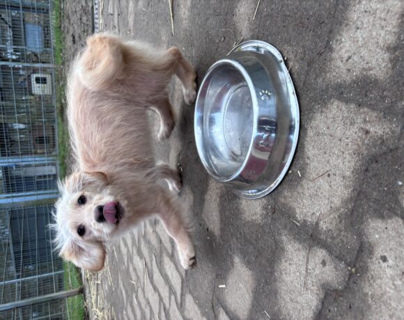 Löwenzahn Löwenzahn