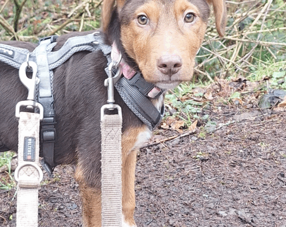 Phil (hat Interessenten) Phil (hat Interessenten)