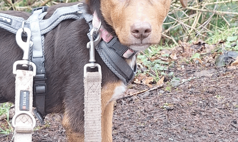 Phil (hat Interessenten)