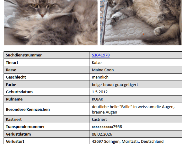VERMISST: Kater „Kojak“