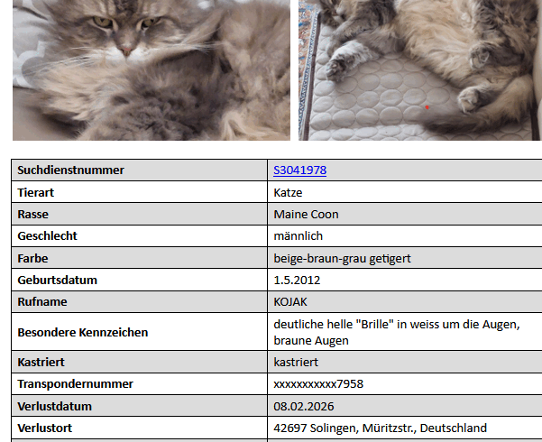 VERMISST: Kater „Kojak“