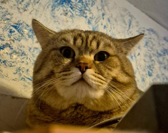 VERMISST: BKH Kater „Mika“