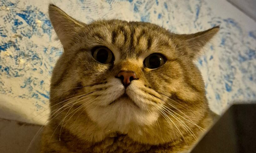 VERMISST: BKH Kater „Mika“