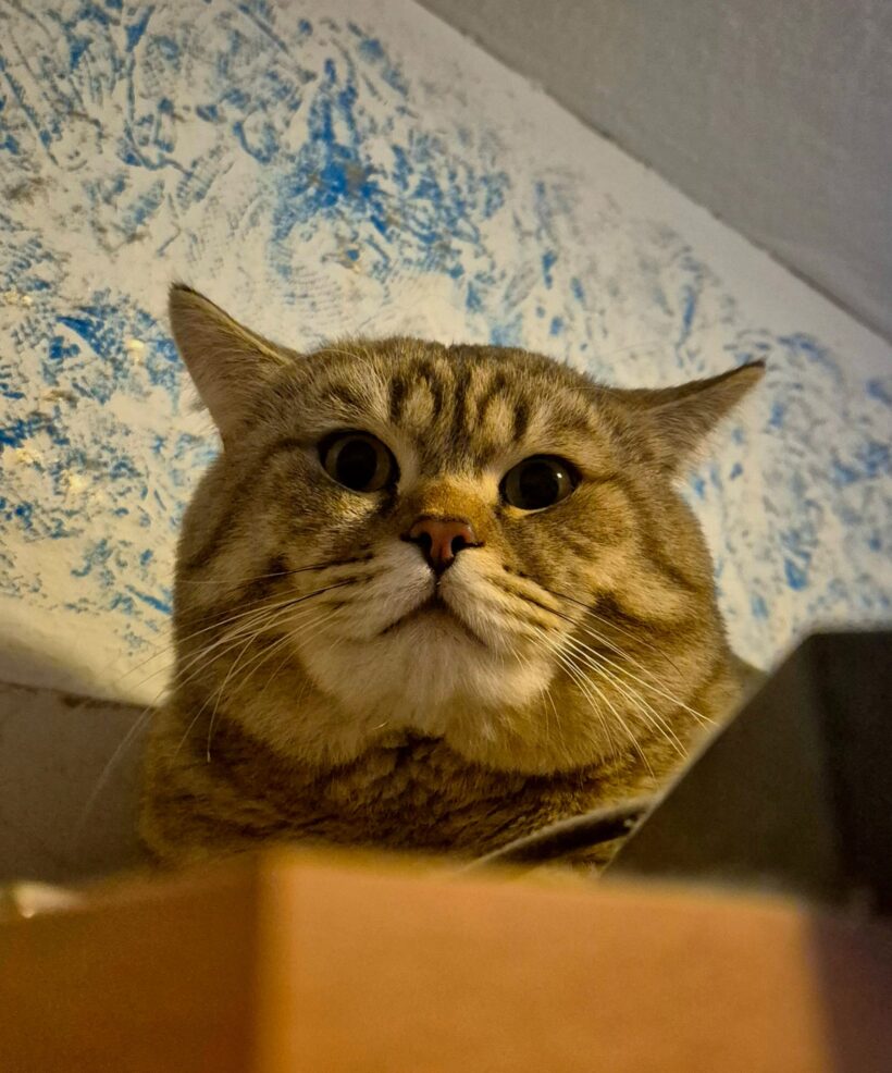 VERMISST: BKH Kater „Mika“