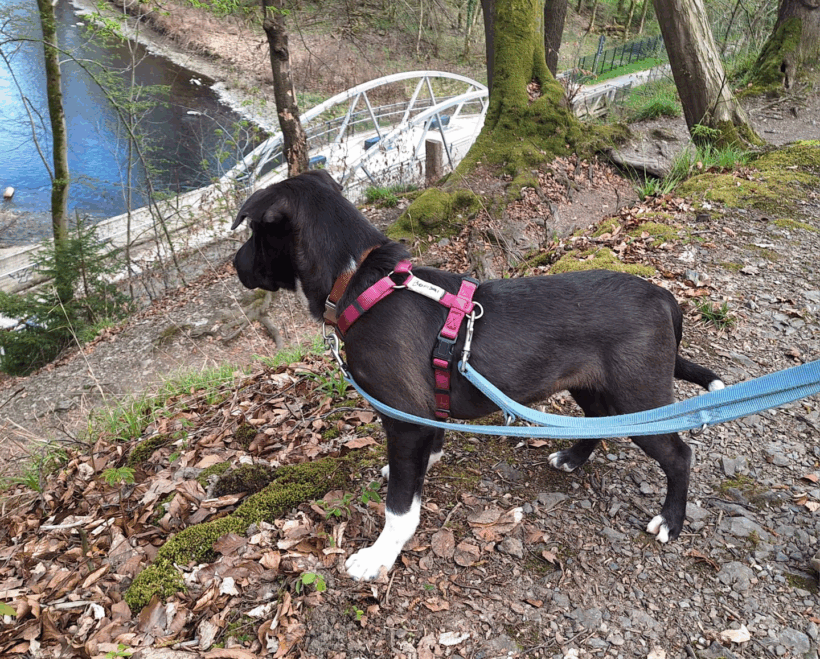 Bonsai (hat Interessenten)