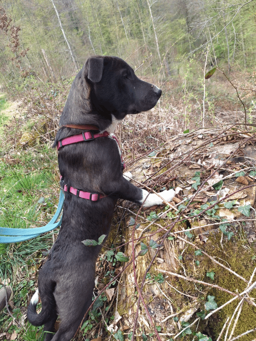 Bonsai (hat Interessenten)