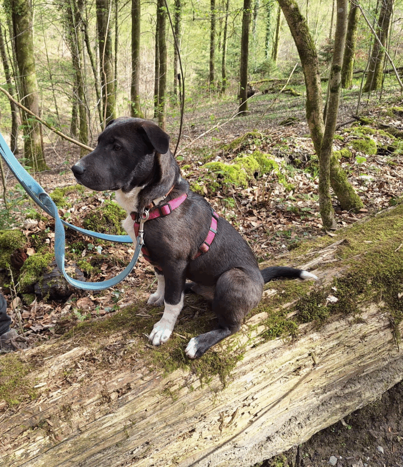 Bonsai (hat Interessenten)