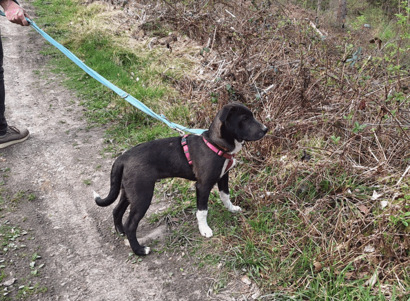 Bonsai (hat Interessenten)