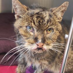 FUND: Katenoma, getigert, nicht gechipt