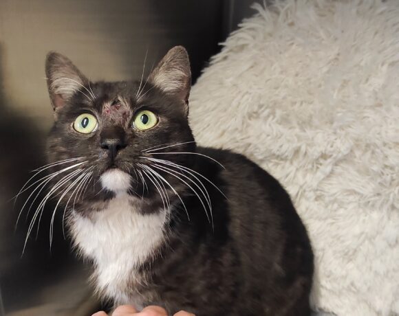 Fund: Kater, unkastriert, Heresbachstraße