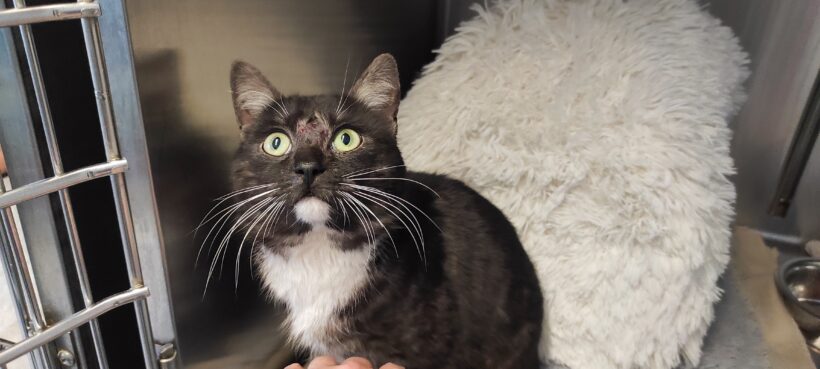 Fund: Kater, unkastriert, Heresbachstraße