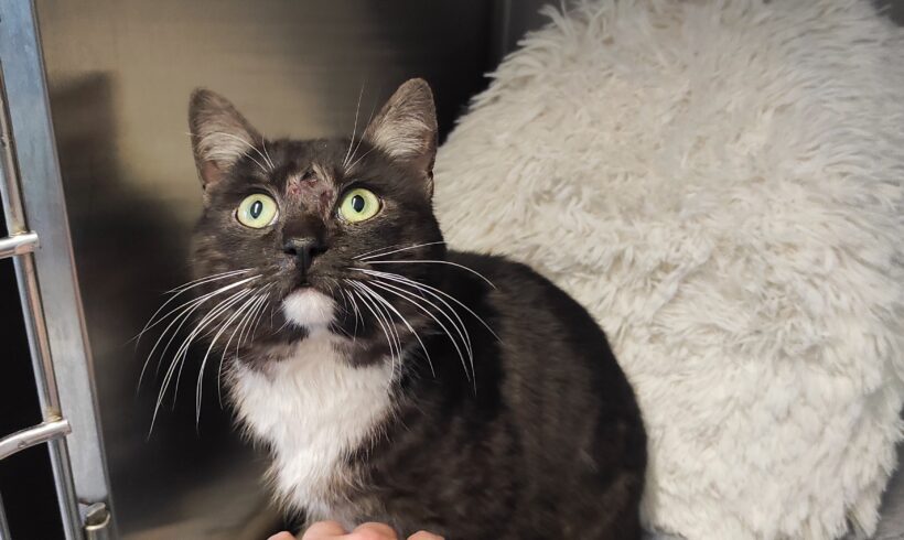 Fund: Kater, unkastriert, Heresbachstraße