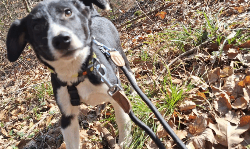 Harry (hat Interessenten)