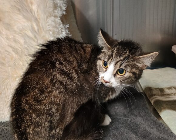 Fund: Katze, getigert mit weiß, Wiedenkamper Straße
