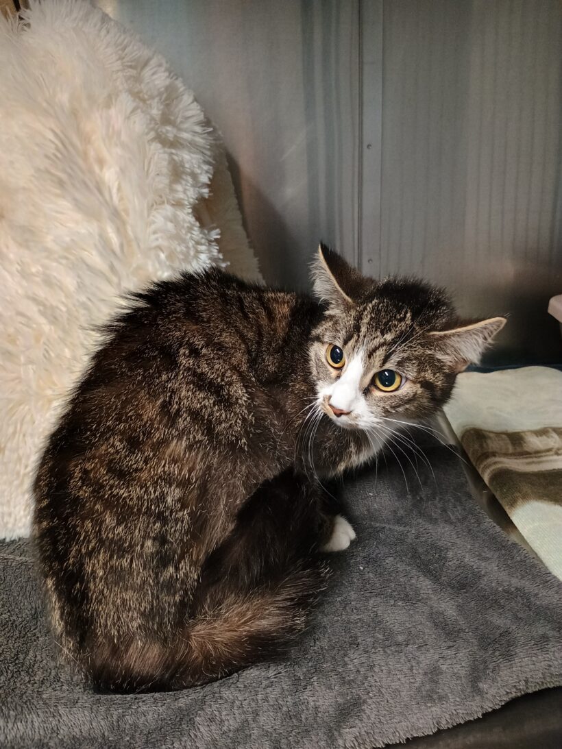 Fund: Katze, getigert mit weiß, Wiedenkamper Straße