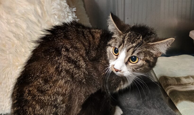 Fund: Katze, getigert mit weiß, Wiedenkamper Straße