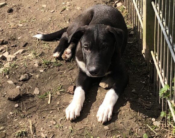 Bonsai (hat Interessenten)