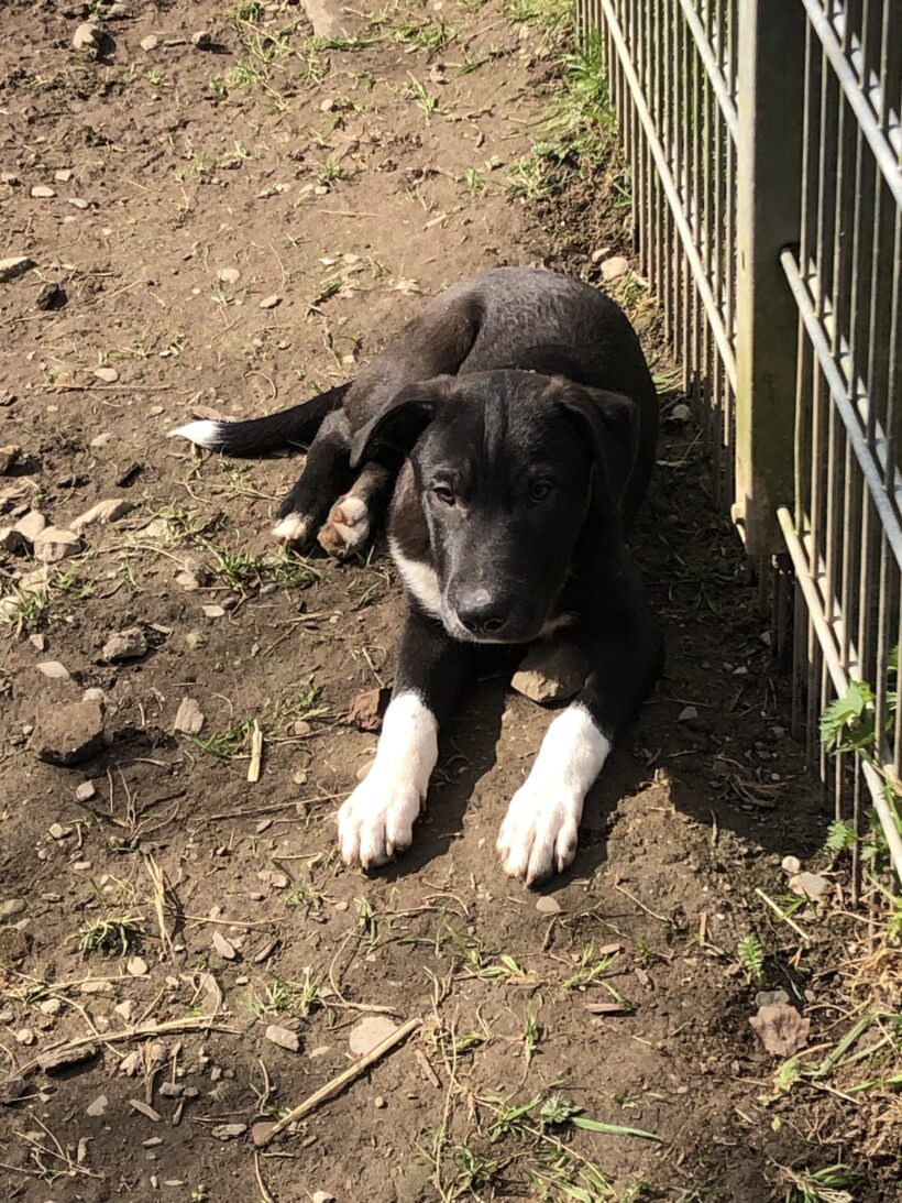 Bonsai (hat Interessenten)