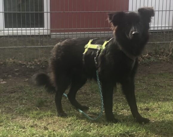 Inima (hat Interessenten)