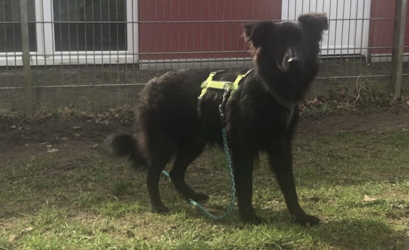 Inima (hat Interessenten)