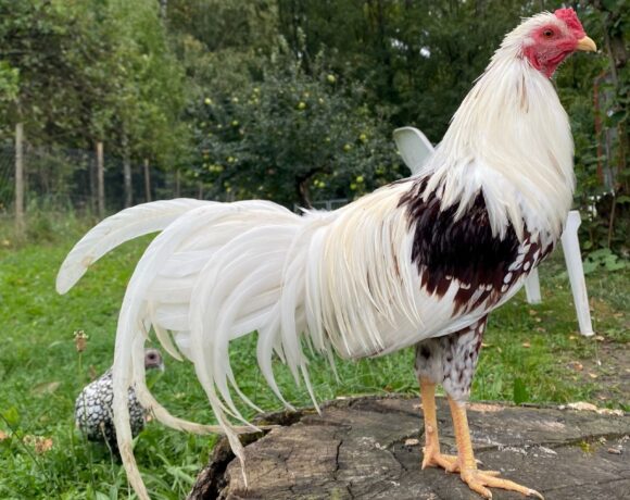 VERMISST: Hahn „Wasusu“ in Solingen