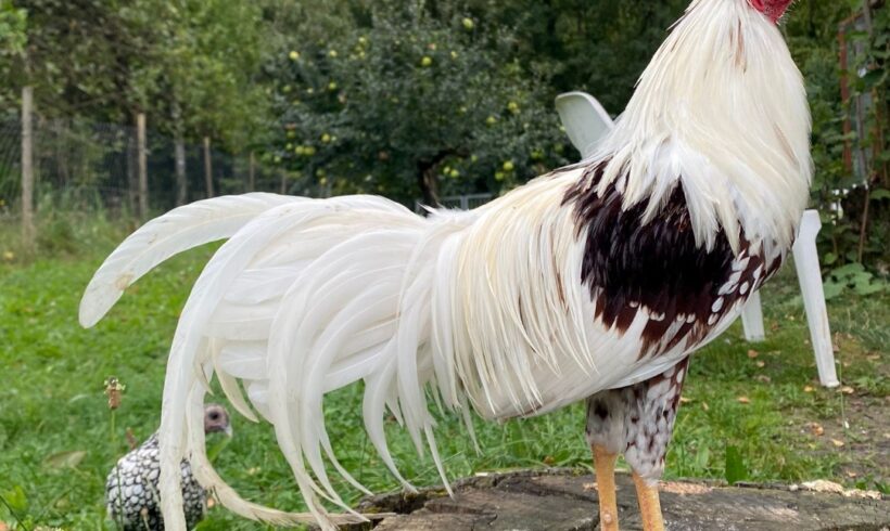 VERMISST: Hahn „Wasusu“ in Solingen