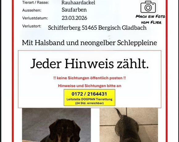 VERMISST: Rauhaardackel Herrmann in Bergisch Gladbach