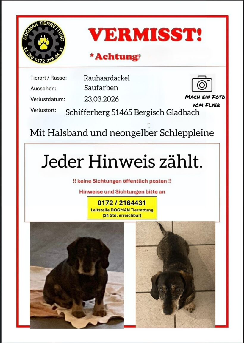 VERMISST: Rauhaardackel Herrmann in Bergisch Gladbach