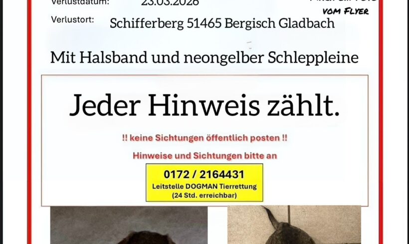 VERMISST: Rauhaardackel Herrmann in Bergisch Gladbach