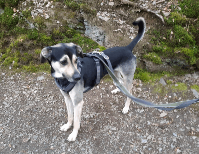 Pudding (hat Interessenten)