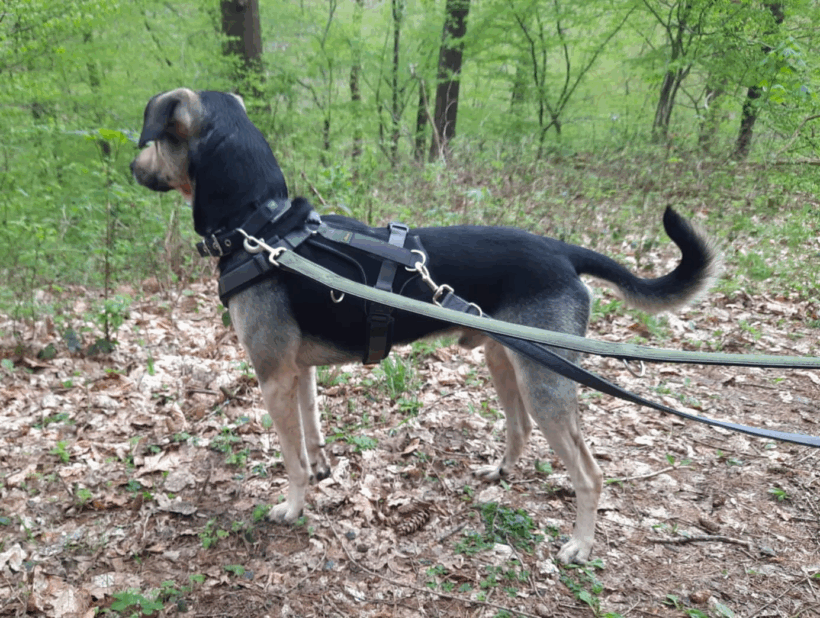 Pudding (hat Interessenten)