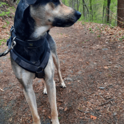 Pudding (hat Interessenten)