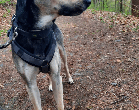 Pudding (hat Interessenten)