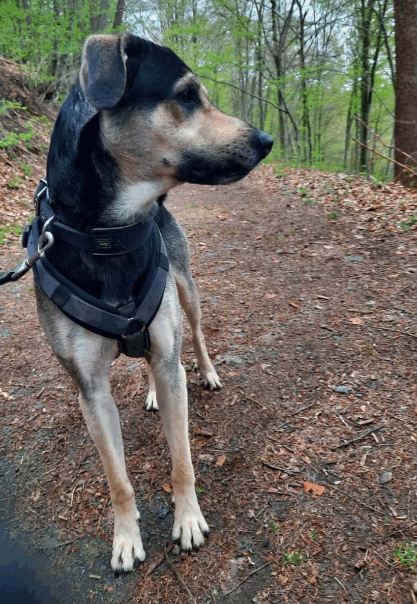 Pudding (hat Interessenten)