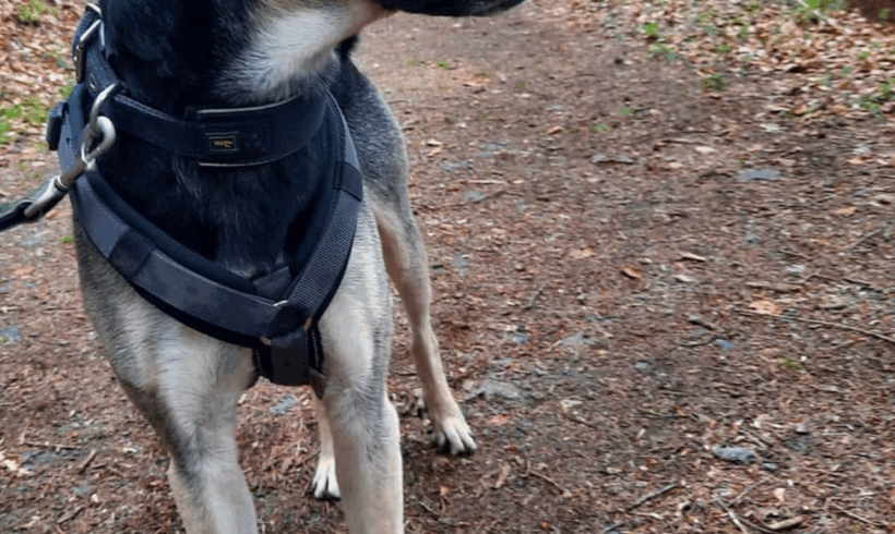 Pudding (hat Interessenten)