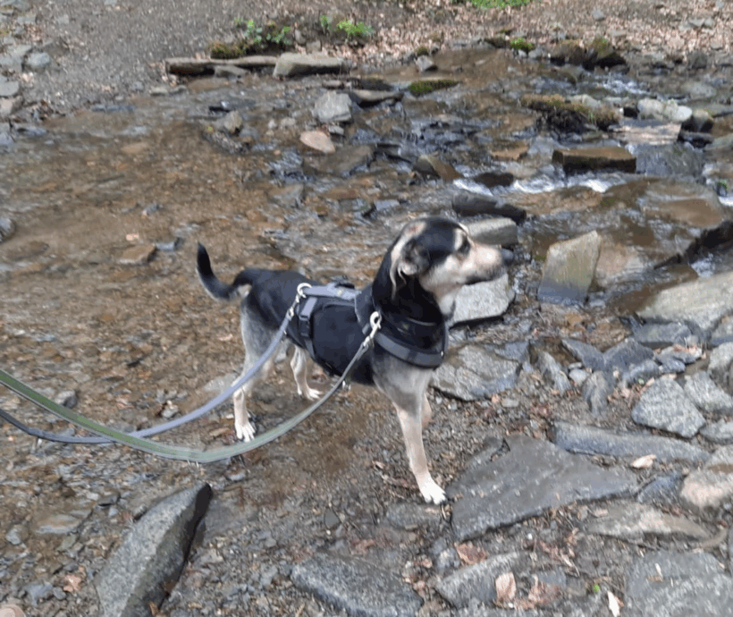 Pudding (hat Interessenten)