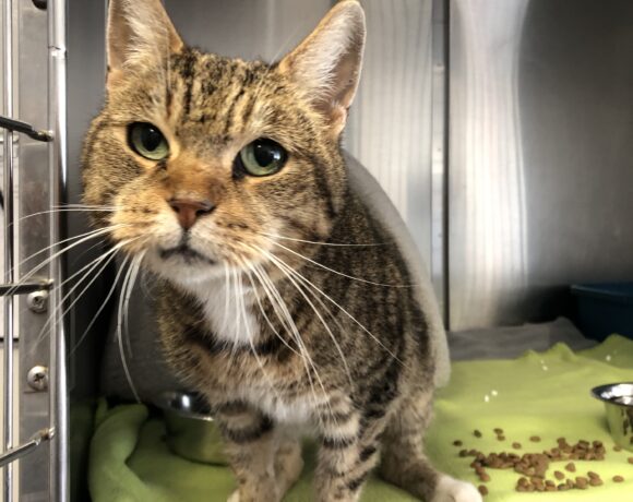 FUND: Katze, weiblich , getigert , keinen Chip