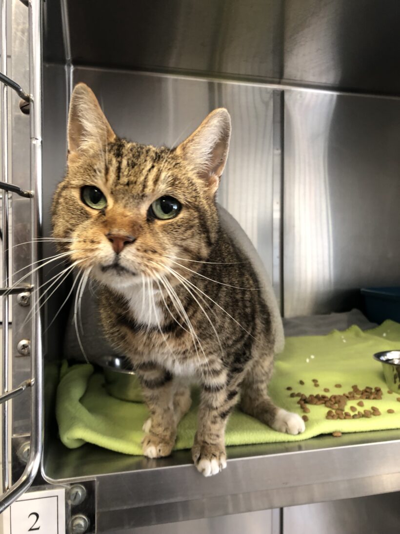 FUND: Katze, weiblich , getigert , keinen Chip