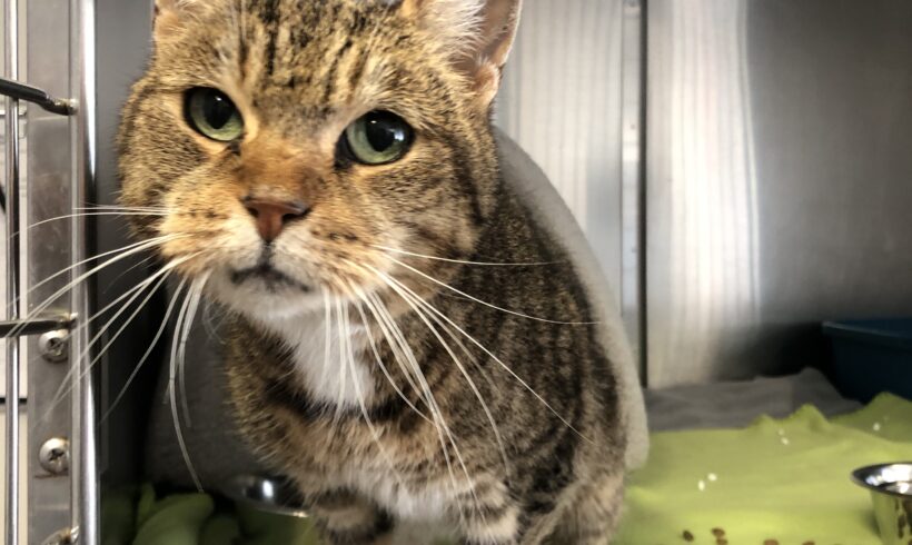 FUND: Katze, weiblich , getigert , keinen Chip