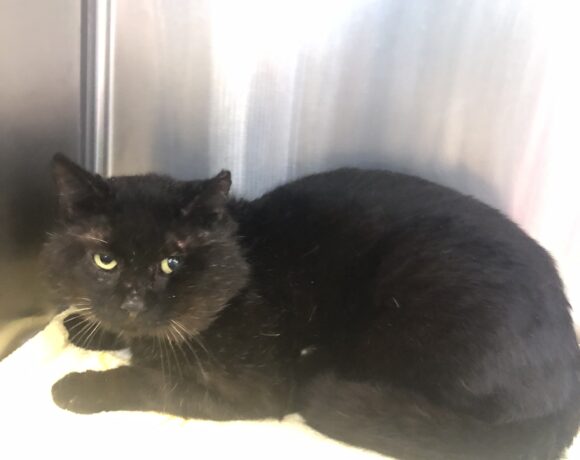 FUND: Kater, schwarz , unkastriert , nicht gechipt