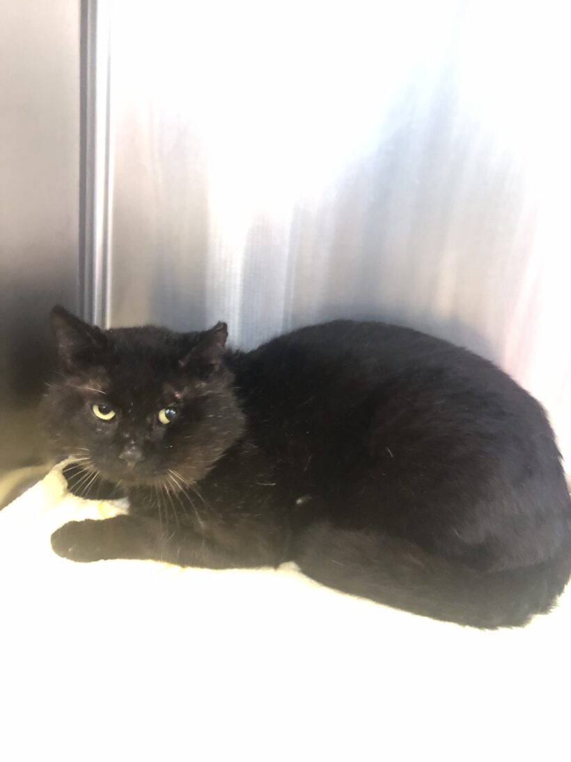 FUND: Kater, schwarz , unkastriert , nicht gechipt