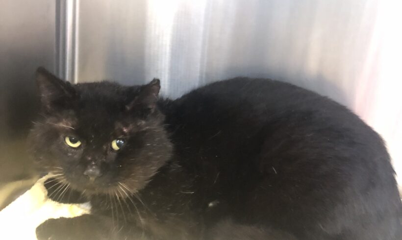 FUND: Kater, schwarz , unkastriert , nicht gechipt