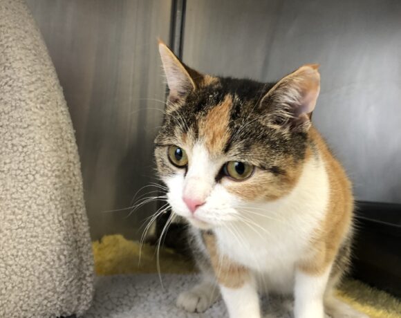 FUND: Katze, tricolor, weiblich,nicht gechipt