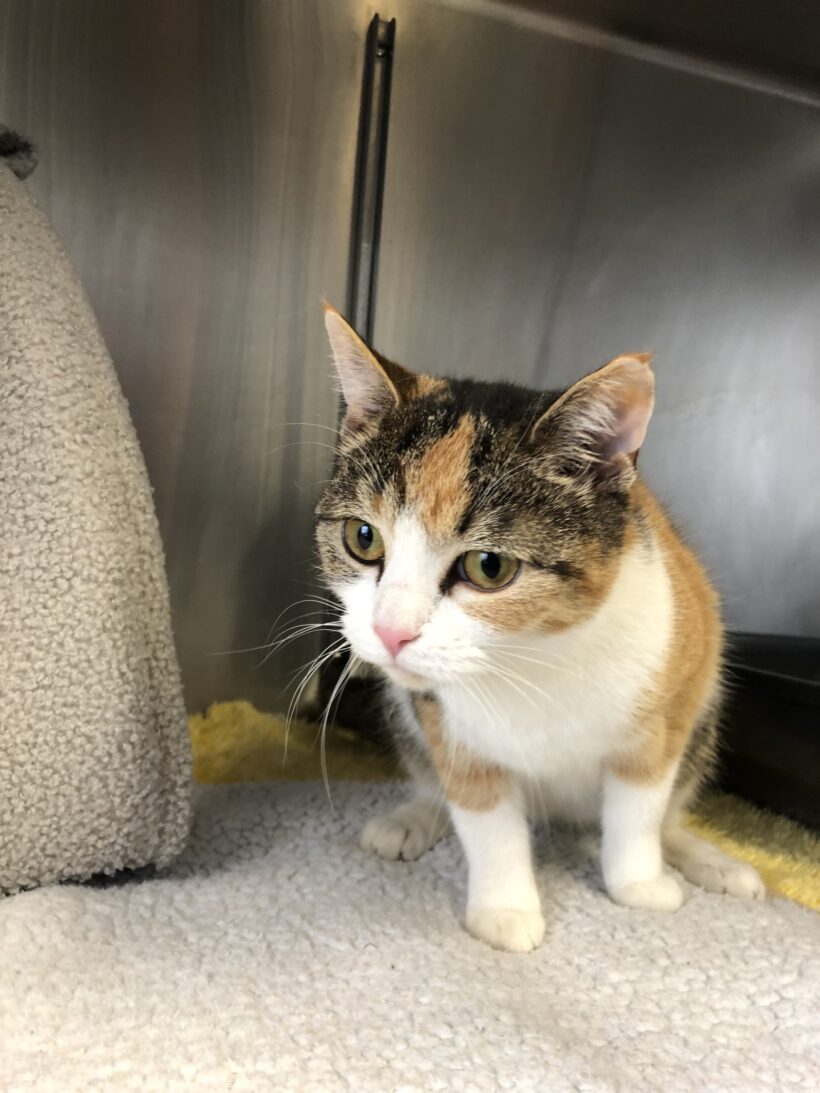 FUND: Katze, tricolor, weiblich,nicht gechipt