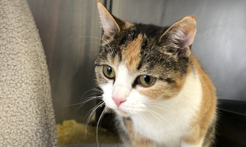 FUND: Katze, tricolor, weiblich,nicht gechipt