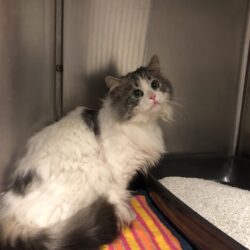 FUND: Kater, weiß, grau , unkastriert und ungechipt